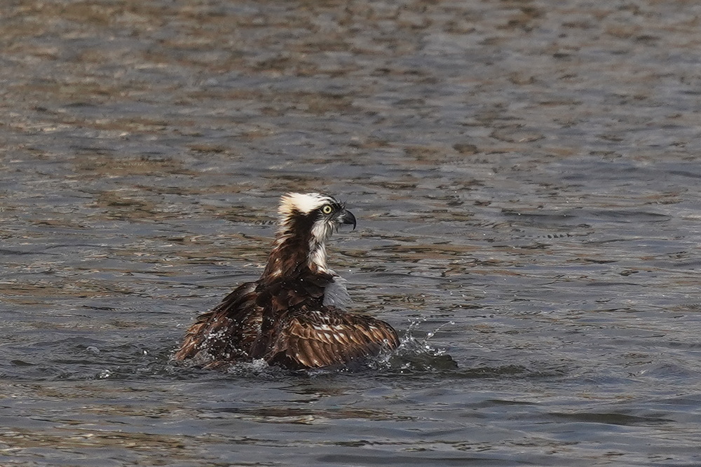 水浴びするミサゴ