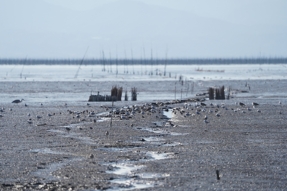 干潟に点在する水鳥