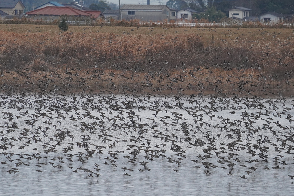 飛び立ったトモエガモの大群の一部