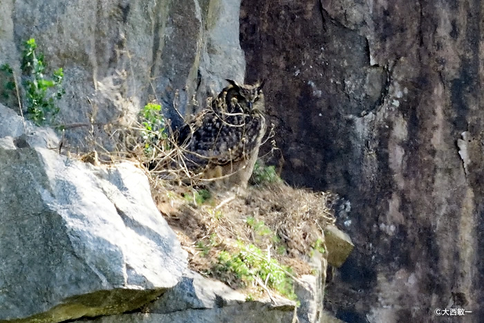 ワシミミズク成鳥（藤田明嗣様 撮影）