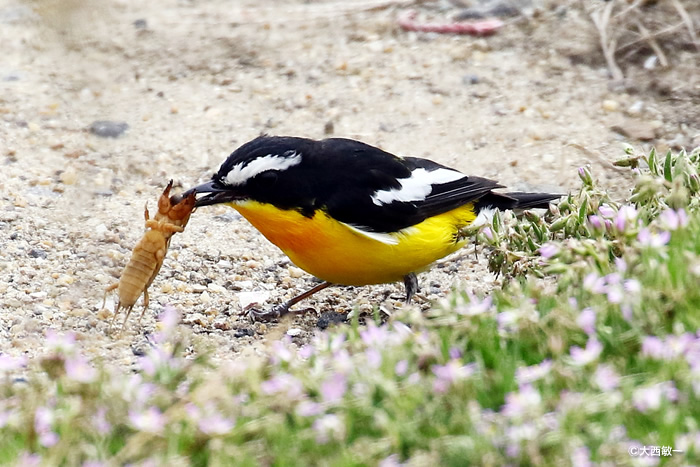 ラをくわえるマミジロキビタキ雄