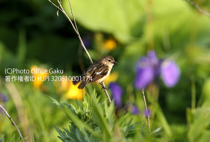 ノビタキ♀