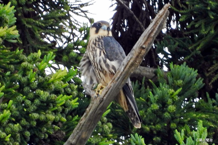 日陰に止まる幼鳥