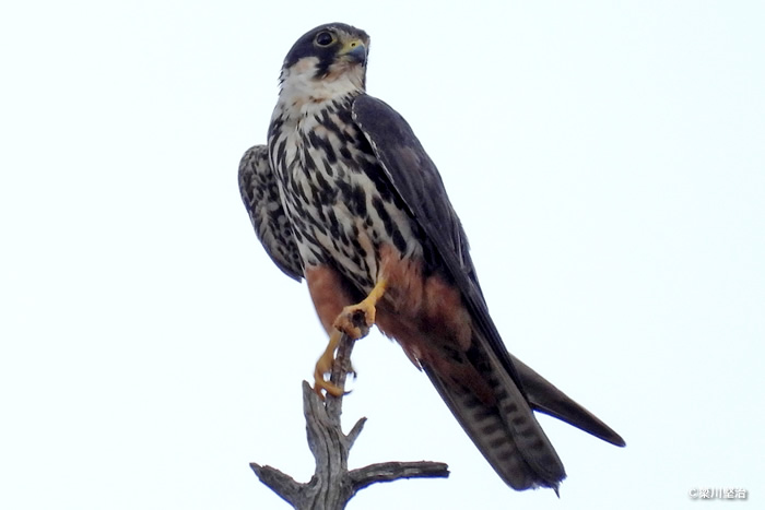 探餌する成鳥