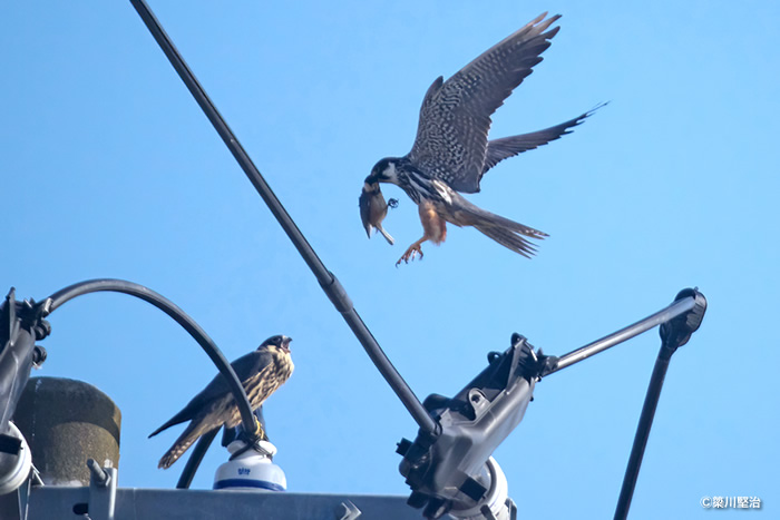 ヤマガラを運ぶ成鳥と待ち受ける幼鳥