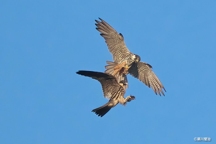 空中での餌渡し