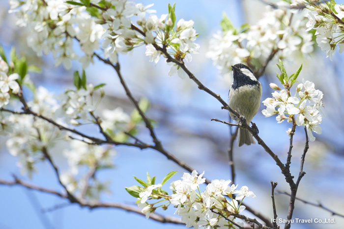 ヒガラとエゾノコリンゴの花