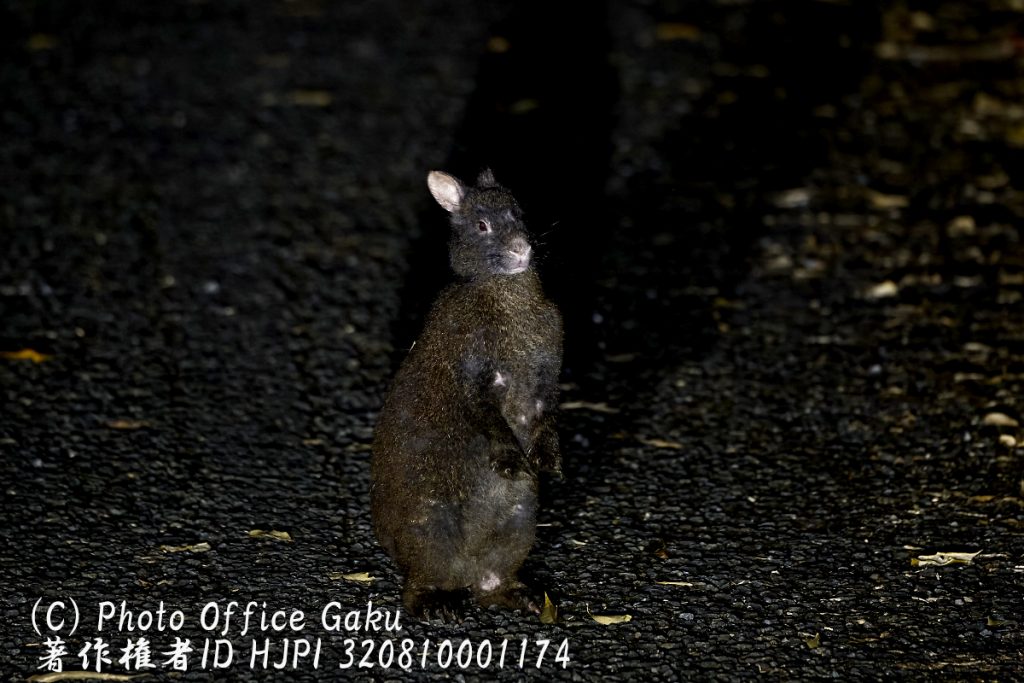 アマミノクロウサギ
