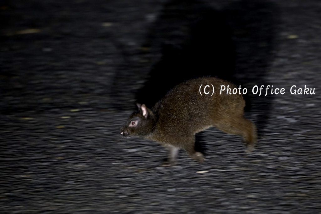 アマミノクロウサギ