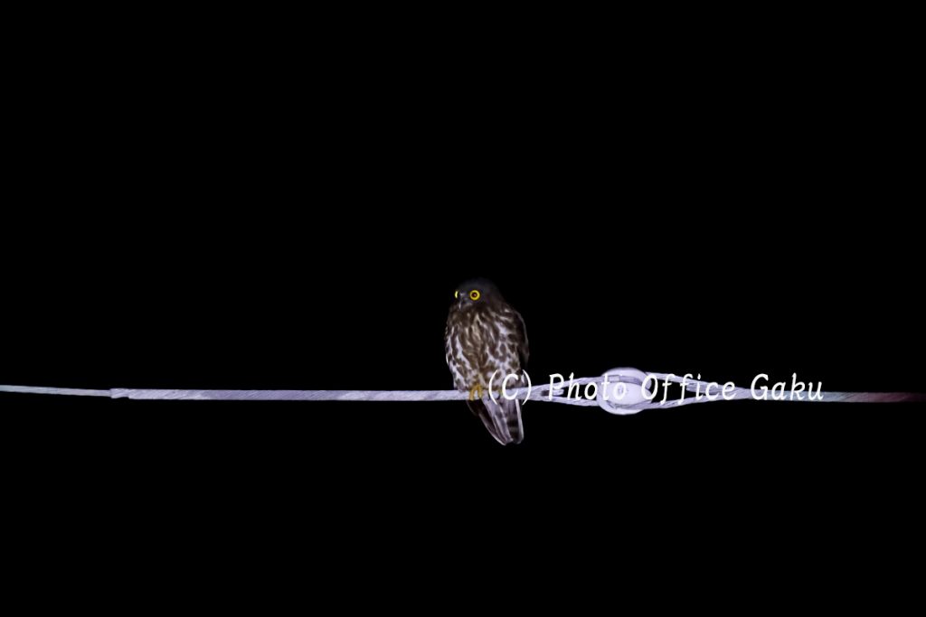 リュウキュウアオバズク