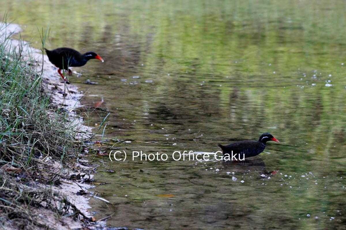 沖縄・やんばるの森に生きる固有種を撮る