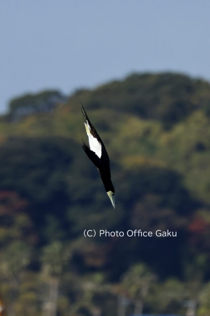 カツオドリダイブ