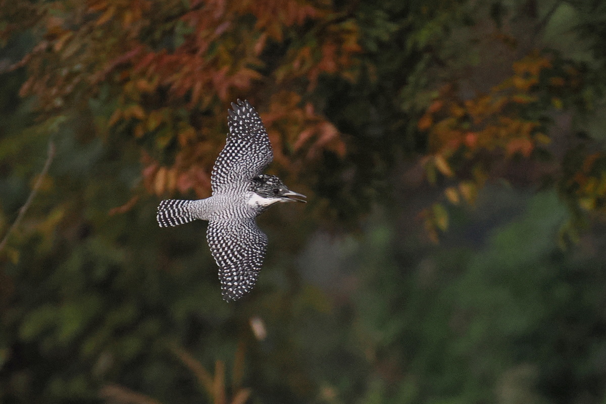 奥日光で冬鳥観察＆会津でヤマセミ撮影にもチャレンジ【後編】