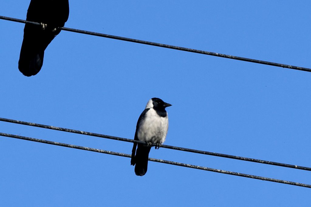 コクマルガラス