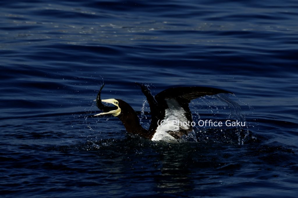 カツオドリ浮上