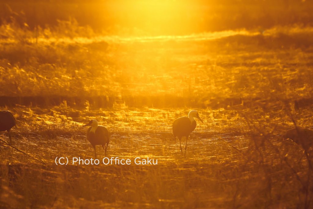 ナベヅル夕陽蜘蛛糸
