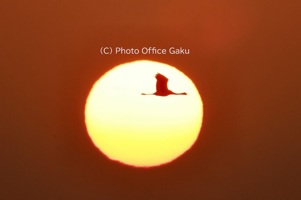 太陽とナベヅル