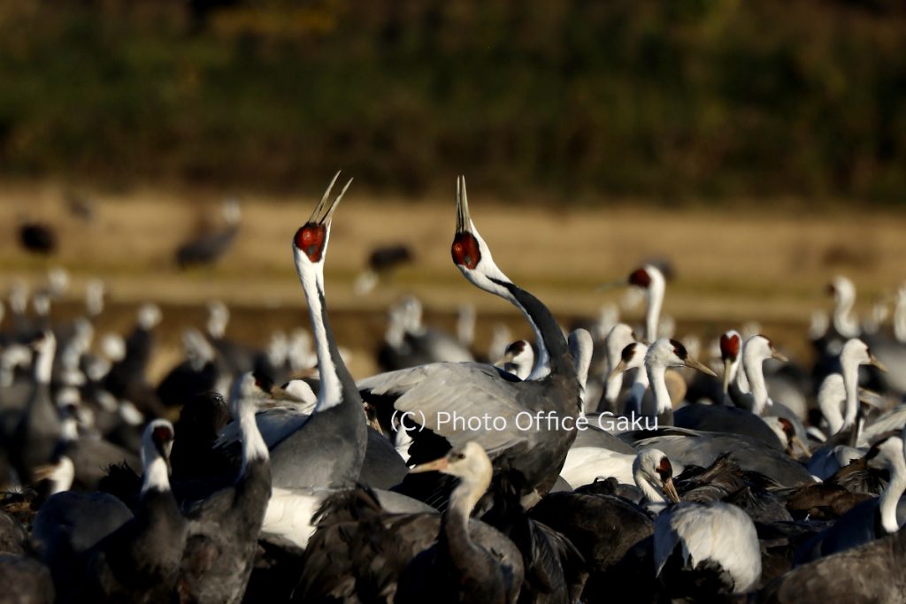 マナヅル鳴き交わし