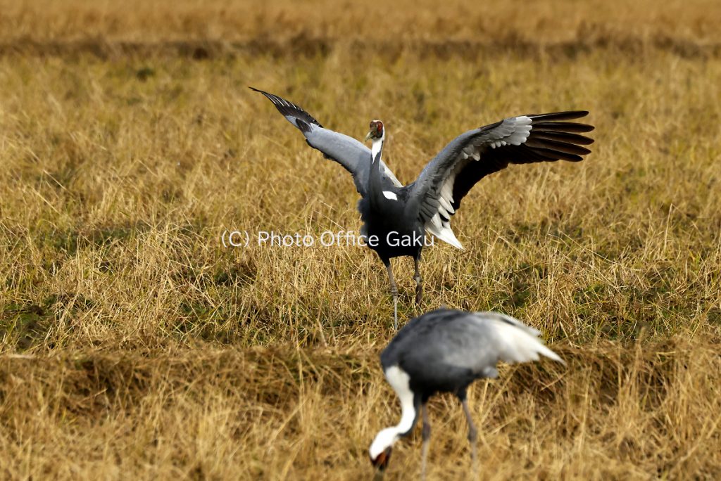 マナヅルディスプレイ訓練