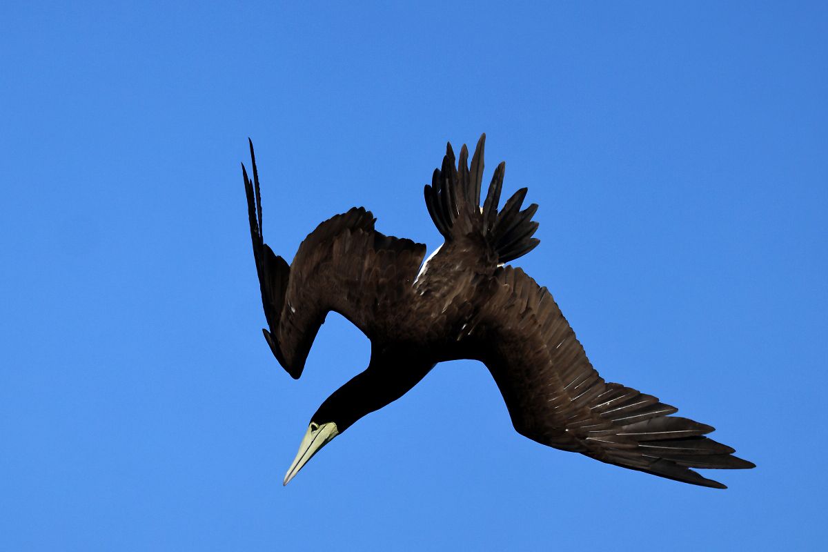 冬の九州鹿児島カツオドリと出水の万羽鶴・撮影三昧
