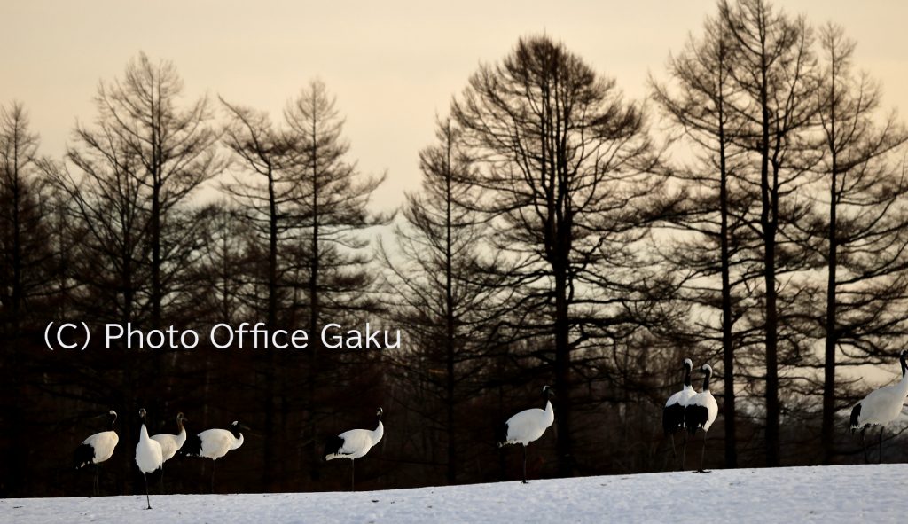 タンチョウの群れ