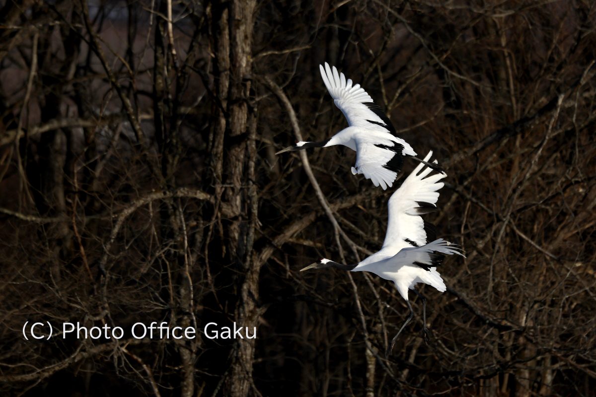 冬のタンチョウ撮影三昧　2026年