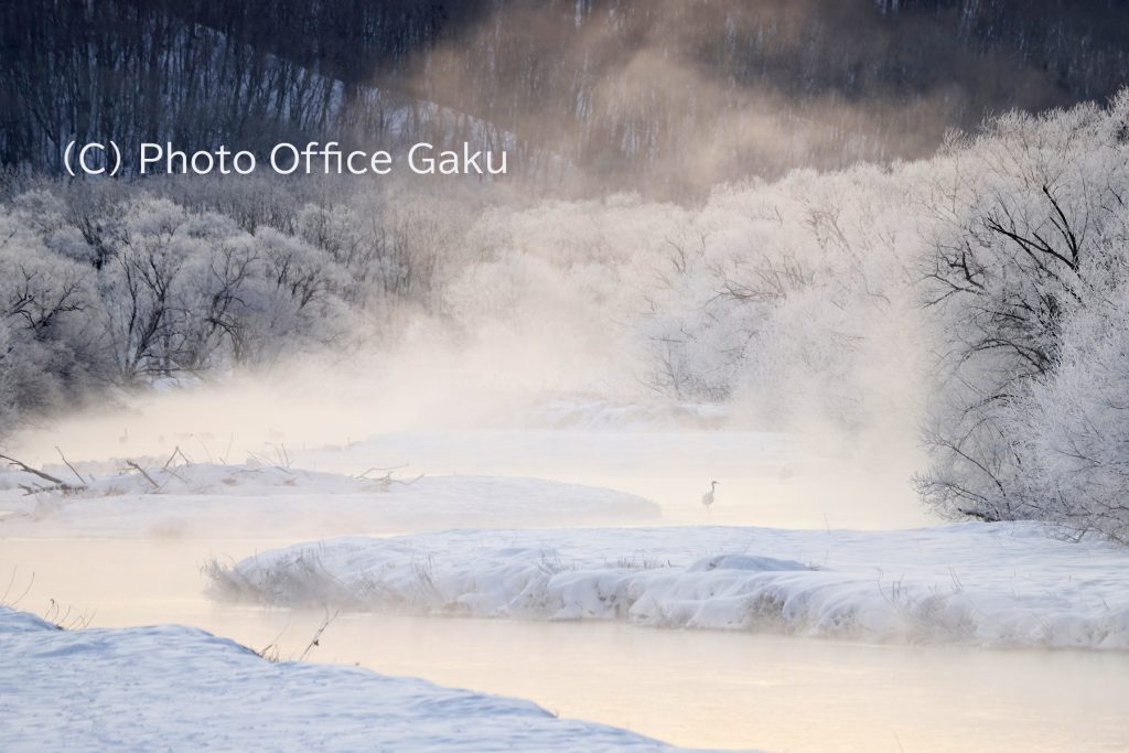 気嵐の中のタンンチョウ