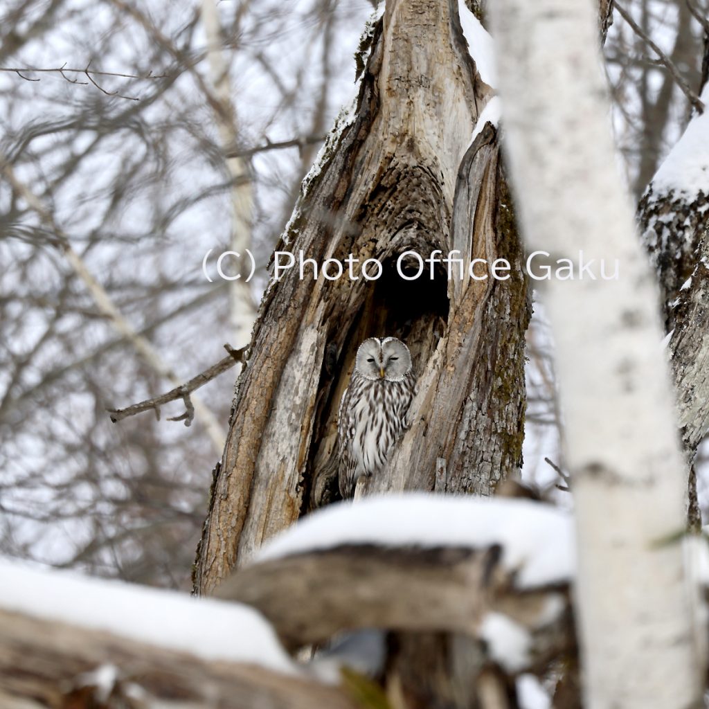 エゾフクロウ