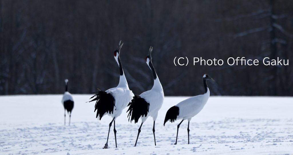 タンチョウの鳴き交わし