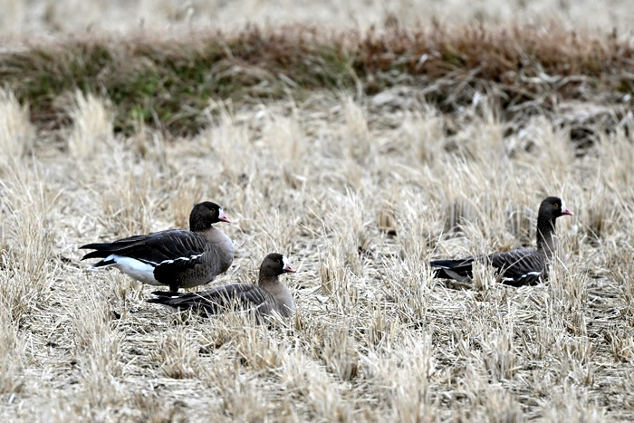 宮城県で冬鳥を楽しむ！伊豆沼・蕪栗沼の水鳥と仙台湾の海鳥