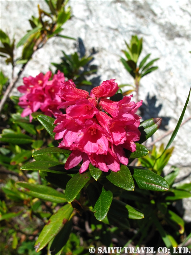 アルペンローゼ（Rhododendron ferrugineum）