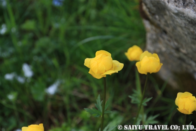 タマキンバイ（Trollius europaeus）