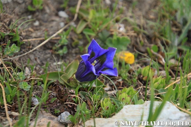 チャボリンドウ（Gentiana acaulis）