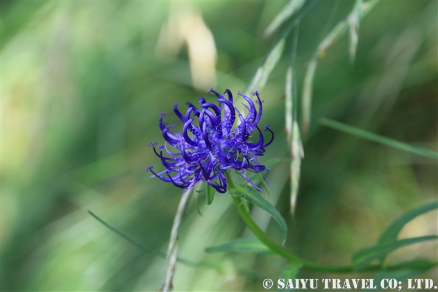 タマシャジン（Phyteuma orbiculare）