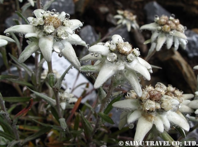 エーデルワイス（Leontopodium alpinum）