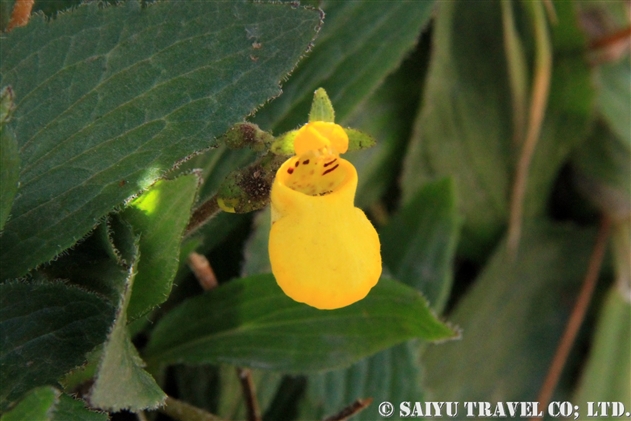 トパトパ（Calceolaria biflora：ビフローラ・カルセオラリア）