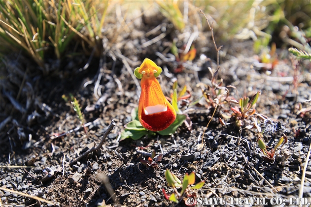 ユニフローラ・カルセオラリア（Calceolaria uniflora）