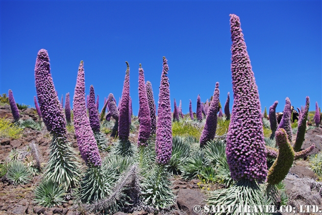 エキウム・ウィルドプレッティ（Echium wildpretii）