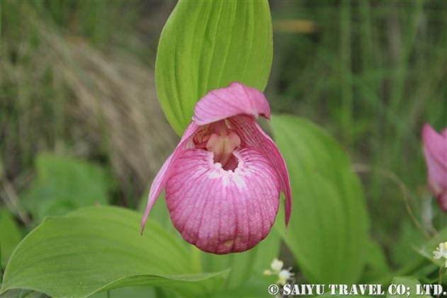 ホテイアツモリソウ（Cypripedium macranthum var. hotei-atsumorianum）