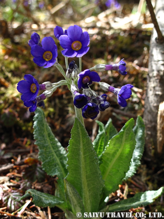 サクラソウ：プリムラ・グリフィシー（Primula griffithii）