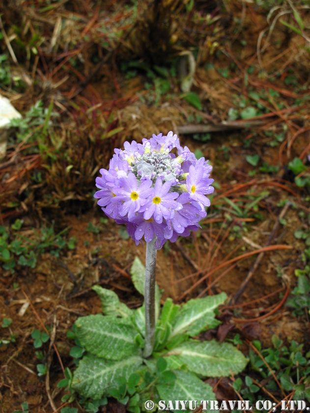 サクラソウ：プリムラ・デンティキュラータ（Primula denticulata）