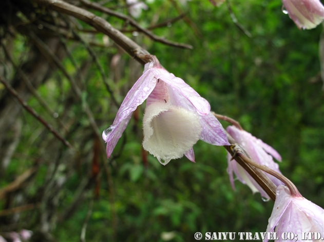 デンドロビウム・アフィルム（Dendrobium aphyllum）