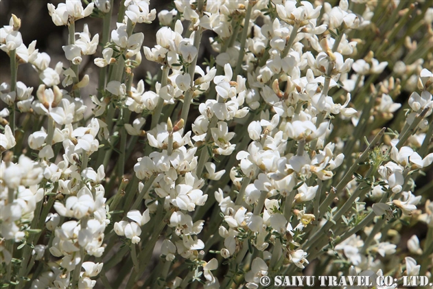 テイデ・エニシダ（Cytisus supranubius）