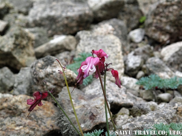 コマクサ（Dicentra peregrina）～高山植物の女王