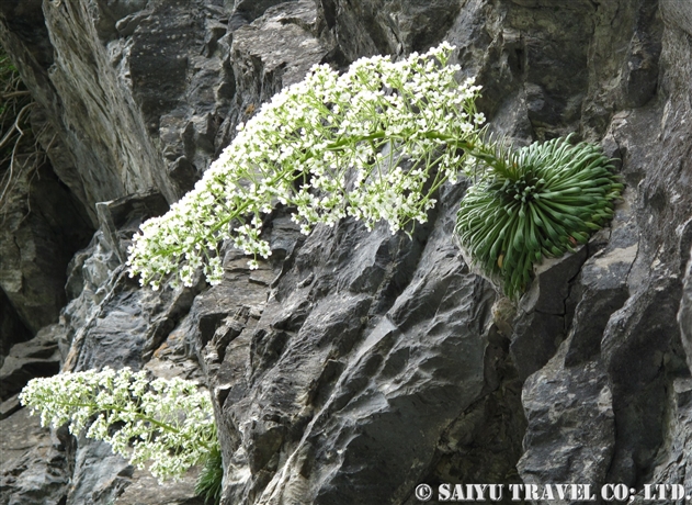 サキシフラガ・ロンギフォリア（Saxifraga longifolia）