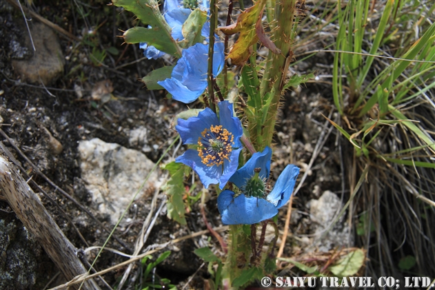 青いケシ「メコノプシス・ホリドゥラ」（Meconopsis horridula）