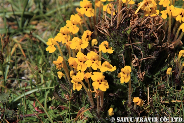 ペディクラリス・ロンギフロラ・トゥビフォルミス（Pedicularis longiflora tubiformis）