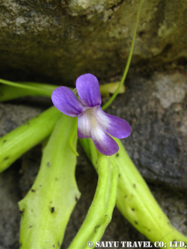 ムシトリスミレ（Pinguicula longifolia）