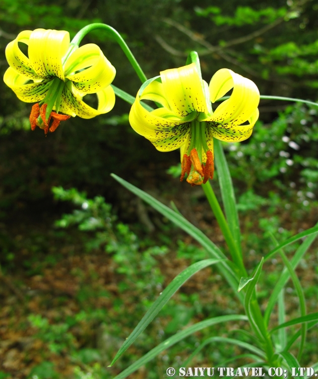 ヨーロッパの花 世界の花だより