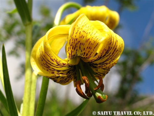 ピレネー・ユリ（Lilium pyrenaicum）